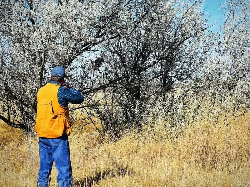 A hunter in an orange vest aims a shotgun at a bird perched in a tree in a field.