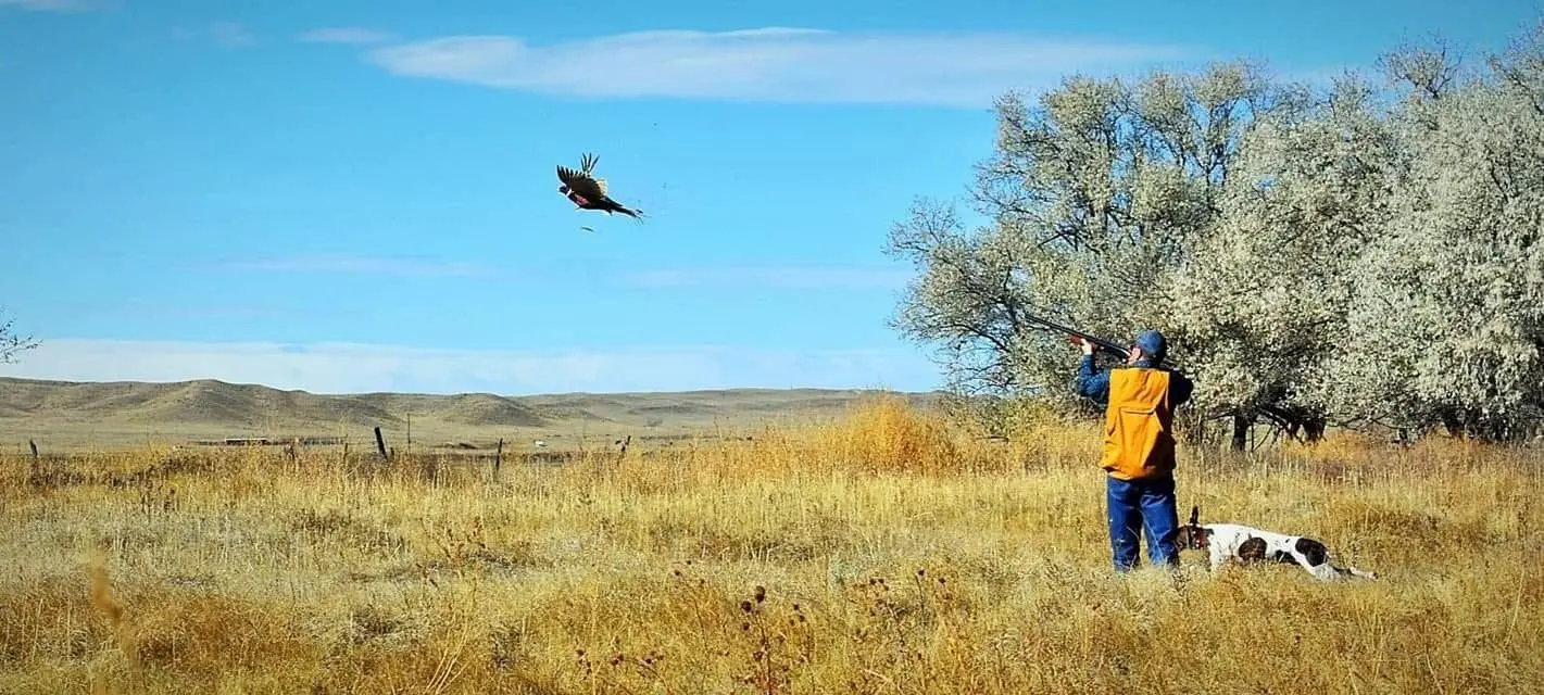 A hunter aims a shotgun at a ring-necked pheasant in flight, with a dog nearby in a grassy field.