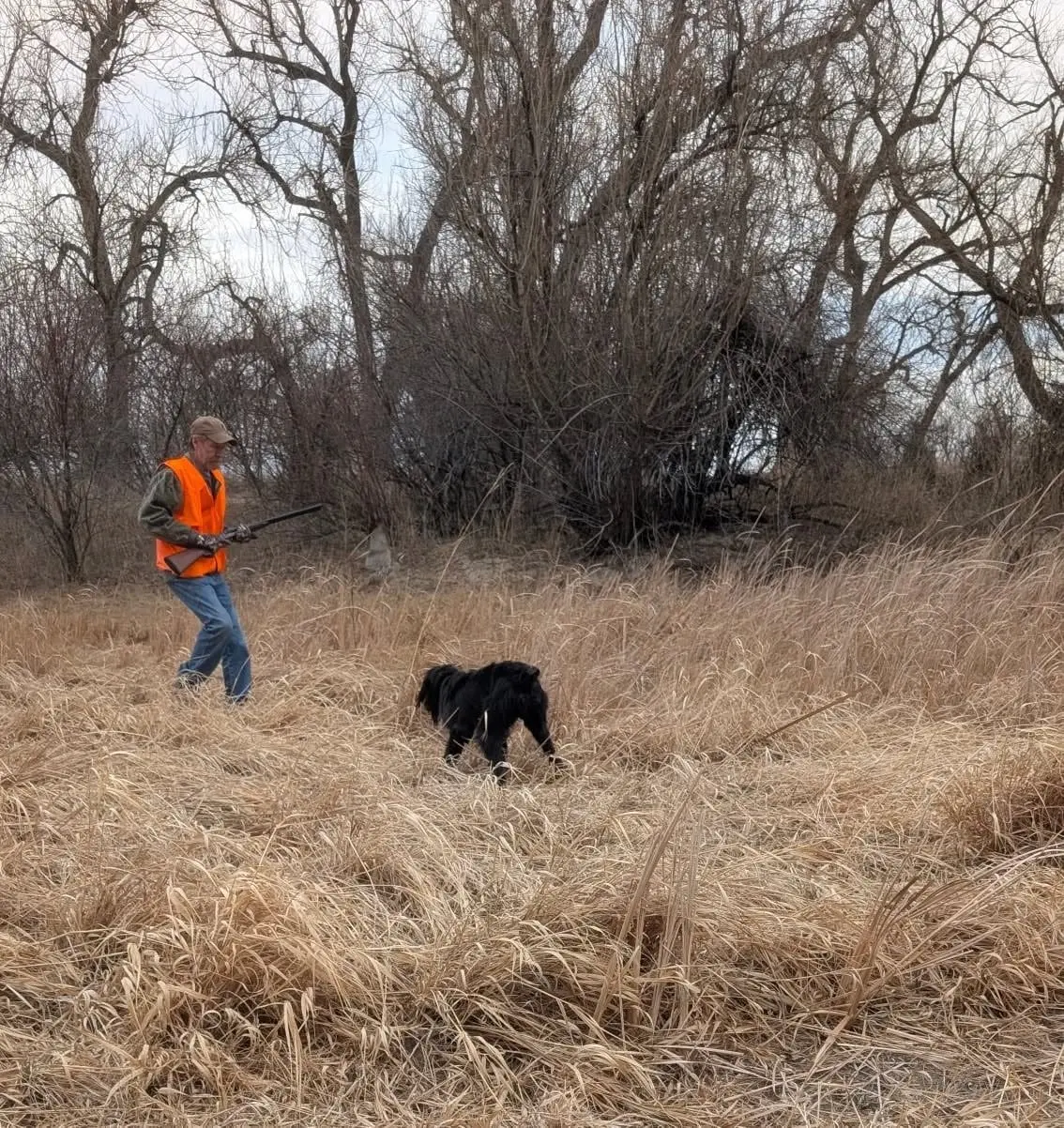 A hunter in an orange vest walks through a field with a black hunting dog.