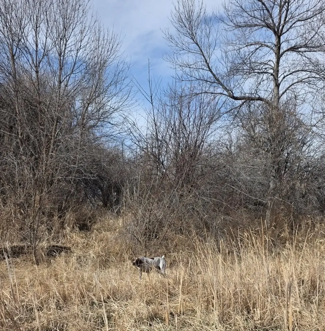 A hunting dog stands in tall dry grass with bare trees in the background.