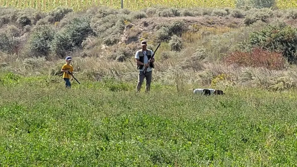 A man and a child with shotguns are in a grassy field with two hunting dogs.