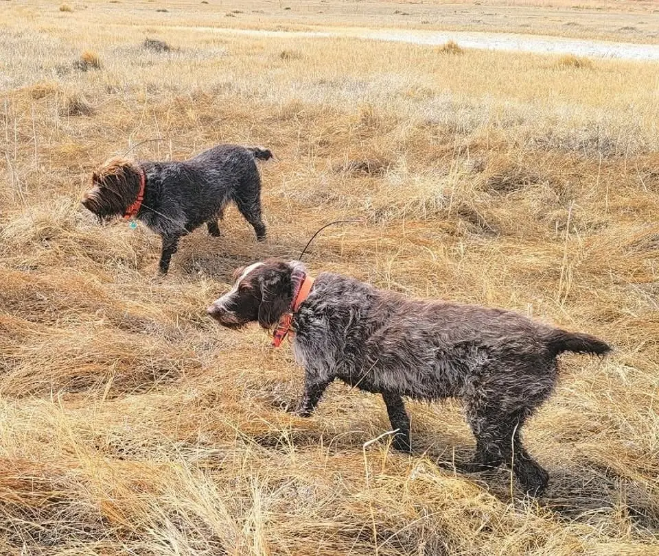 Two hunting dogs with orange collars are walking through a dry grassy field.