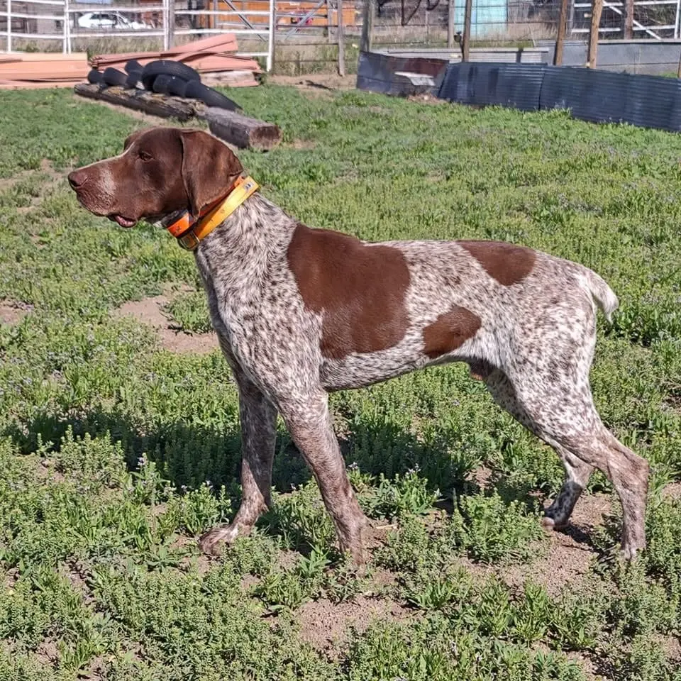 A brown and white German Shorthaired Pointer stands in a grassy field.