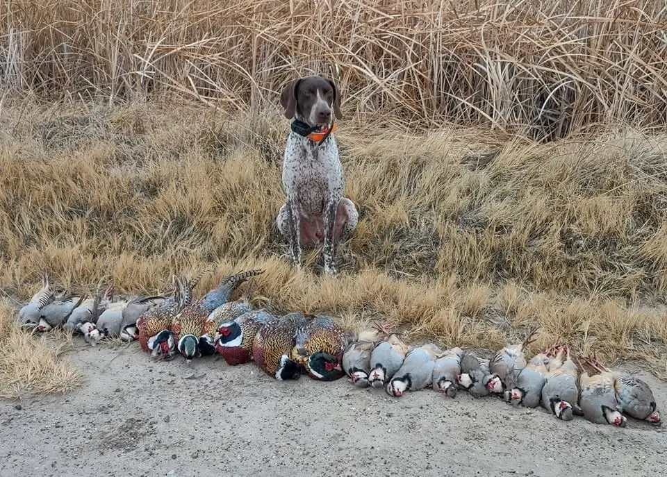 A German Shorthaired Pointer sits behind a line of harvested Ring-necked Pheasants and Chukar Partridges on the ground.