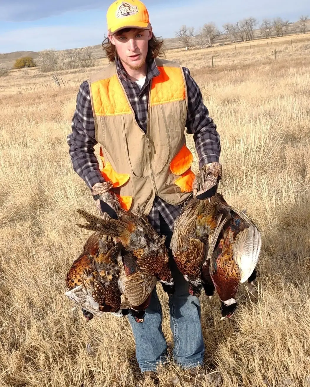 A hunter holds several harvested Ring-necked Pheasants in a field.
