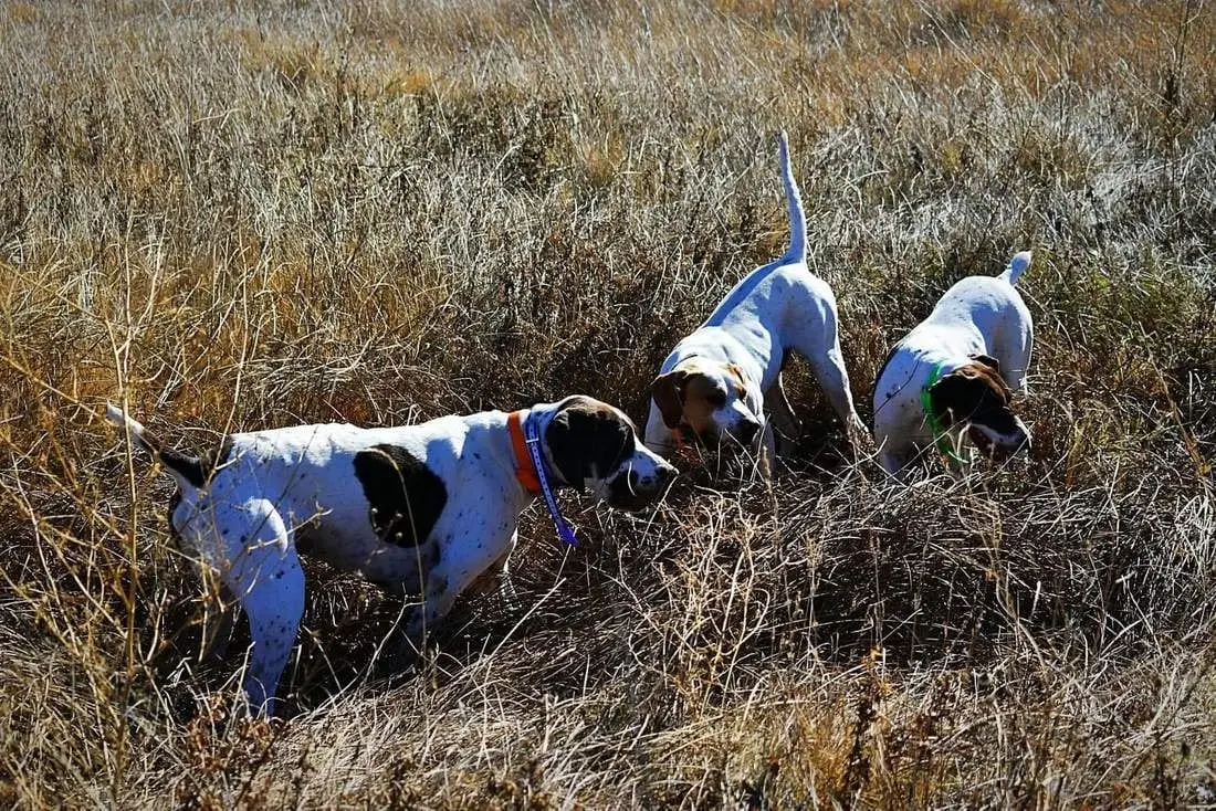 Three hunting dogs are in a field of dry grass.