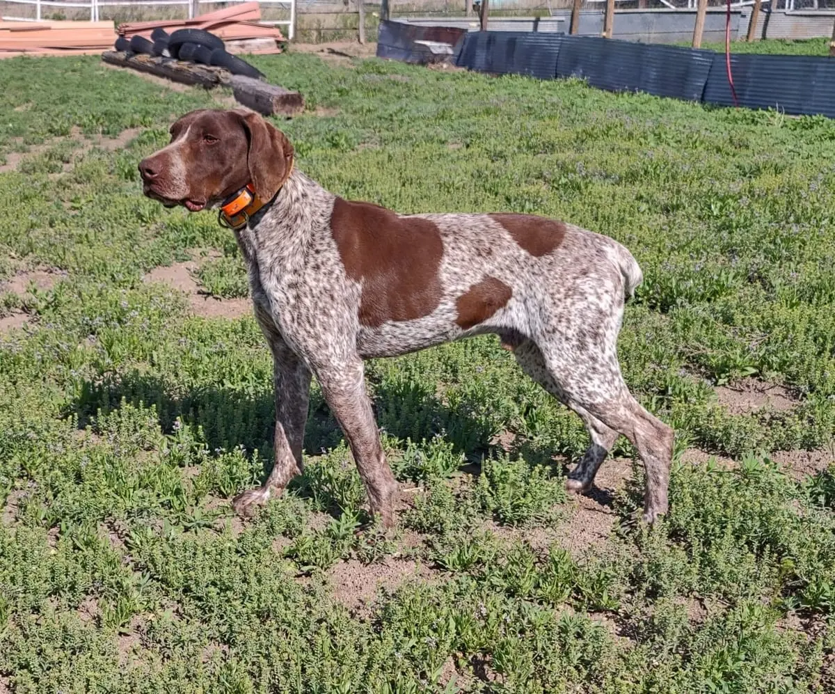 A brown and white German Shorthaired Pointer stands in a grassy field.