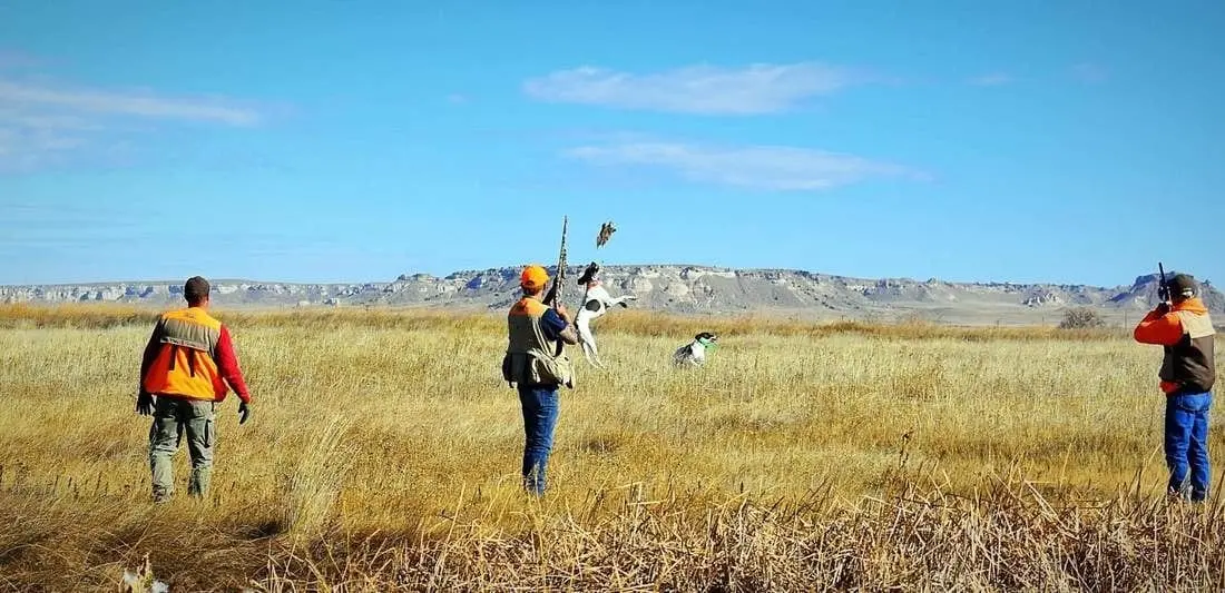 Hunters and dogs are in a field with a bird flushing.