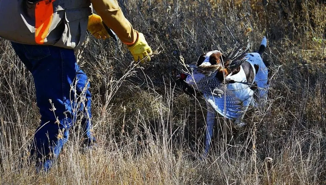 A hunting dog retrieves a ring-necked pheasant for a hunter in a field.