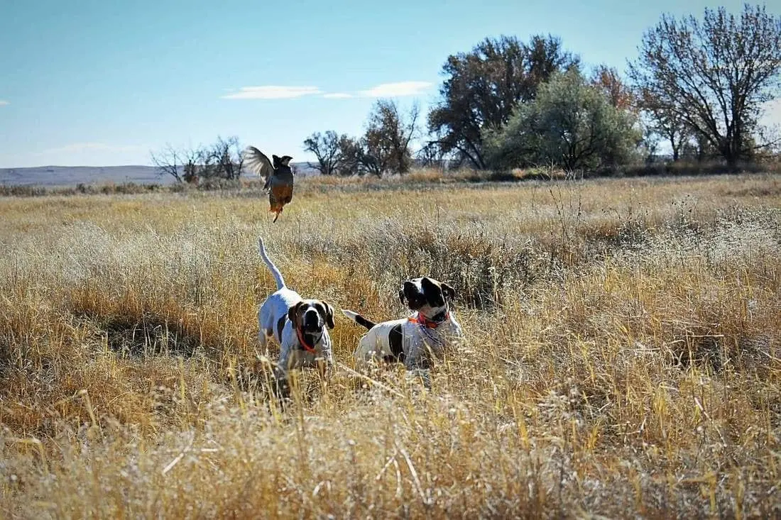 Two hunting dogs flush a chukar from tall grass in a field.