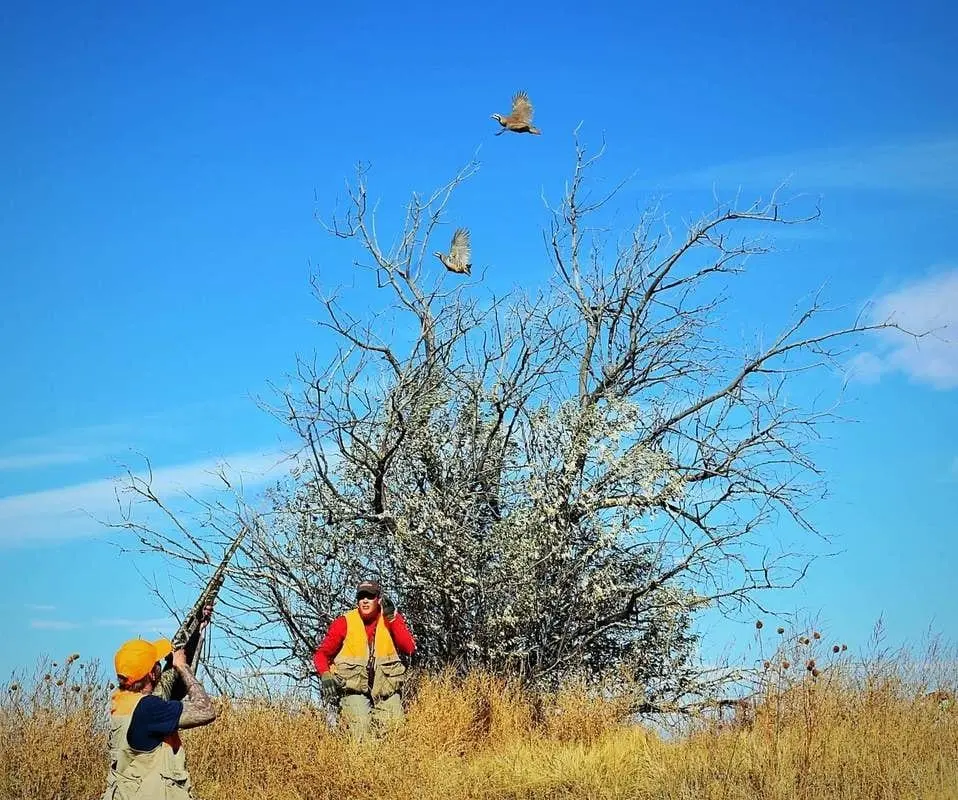 Two hunters are in a field, one aiming a shotgun at two flying chukar.