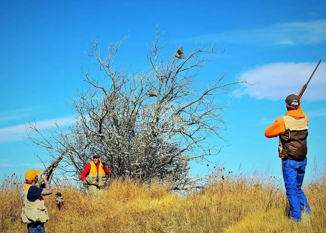 Hunters aim at chukar in a bare tree in a field.