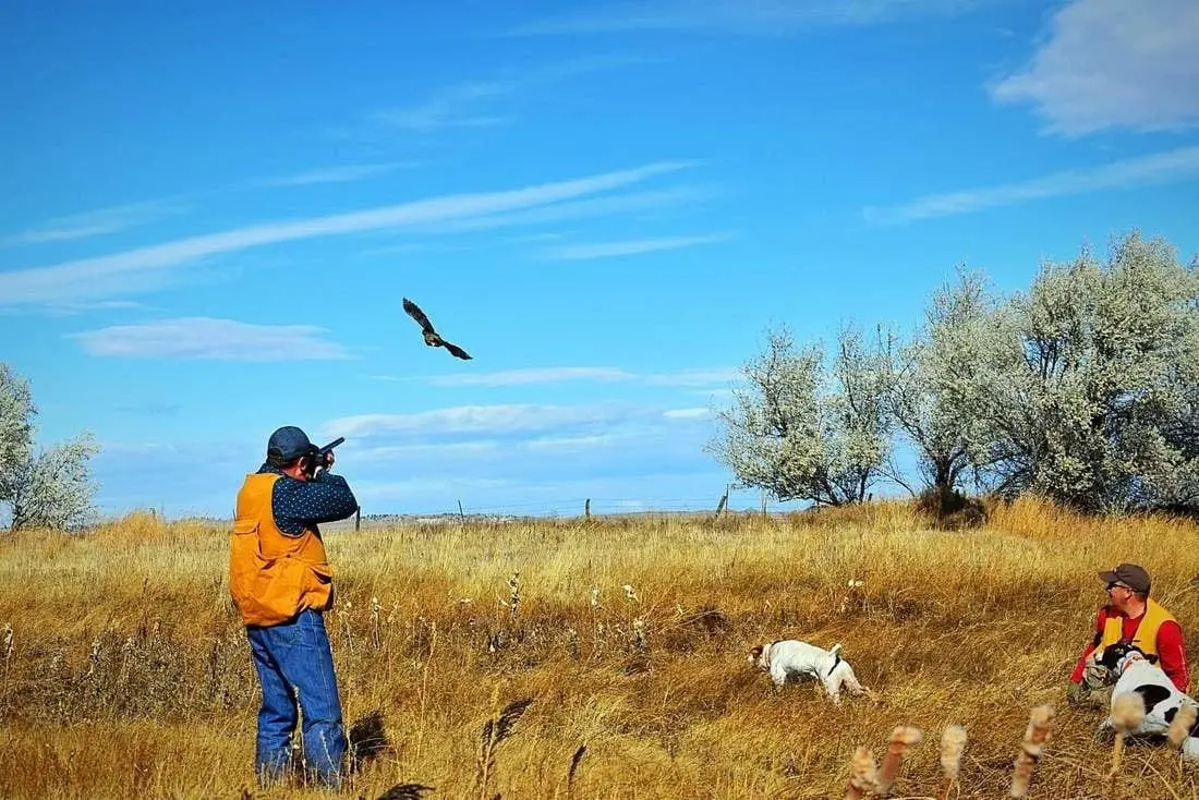 A hunter aims a shotgun at a bird flying over a field with hunting dogs and another person.