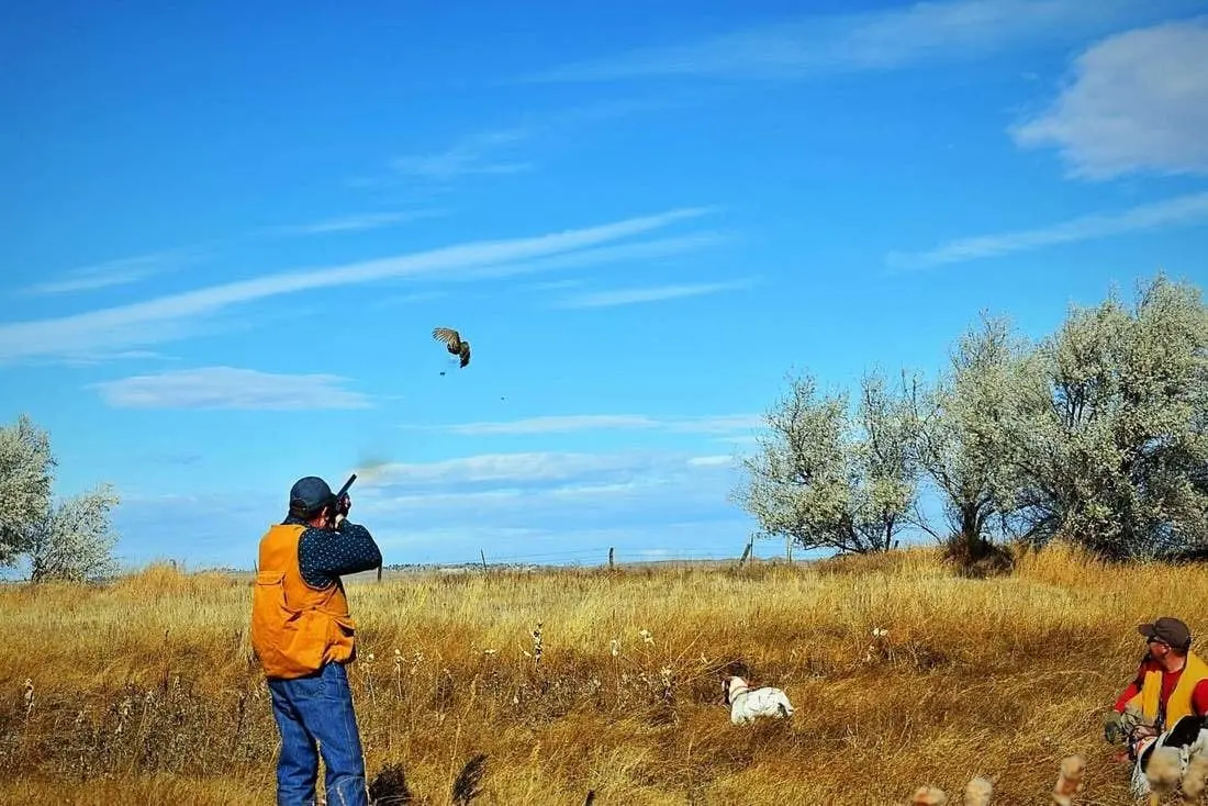 A hunter shoots at a bird in a field with a dog nearby.