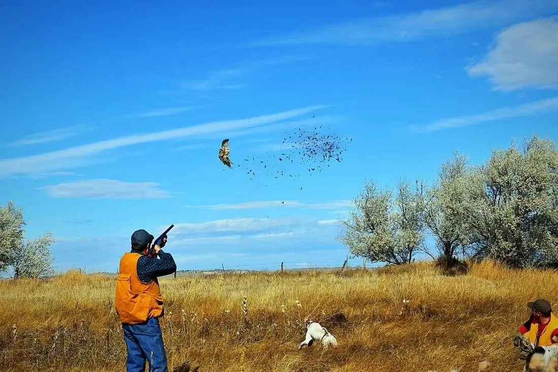 A hunter shoots a ring-necked pheasant in a field with a hunting dog nearby.