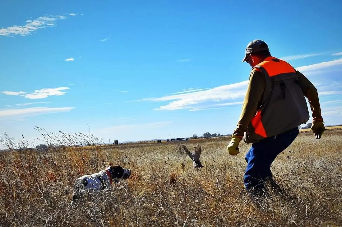 A hunter and a dog are in a field as a bird flushes.