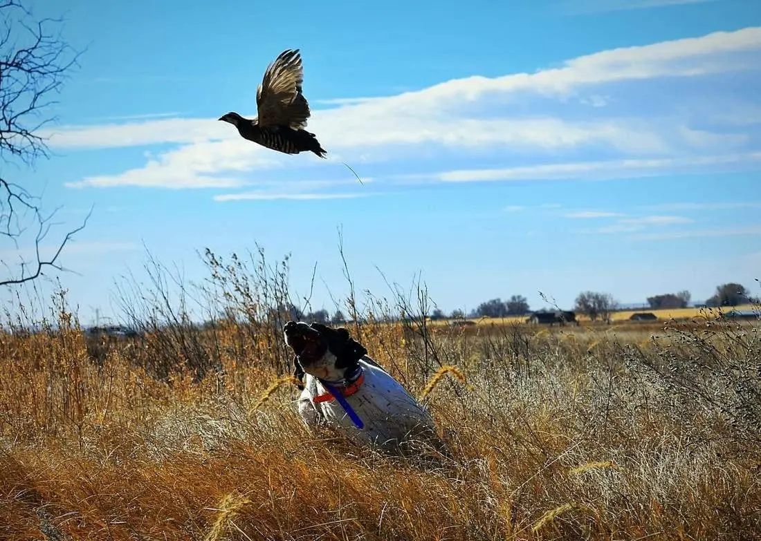 A hunting dog in a field of tall grass looks up at a chukar flying away under a blue sky.