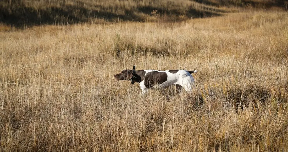 A brown and white hunting dog stands in a field of tall, dry grass.