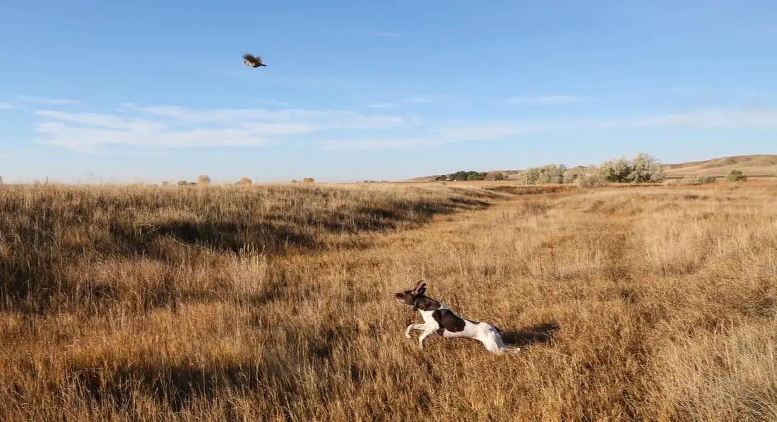 A hunting dog runs through a field as a bird flies overhead.