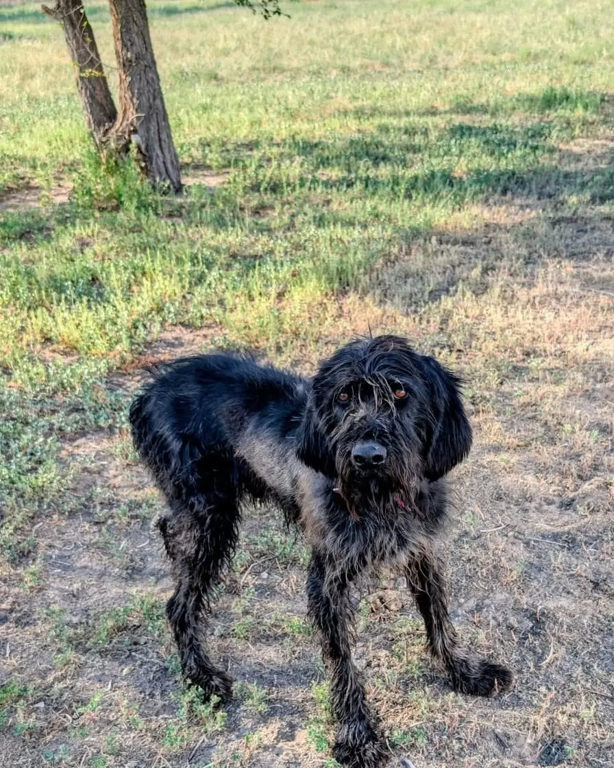 A black shaggy dog stands in a grassy and dirt field.