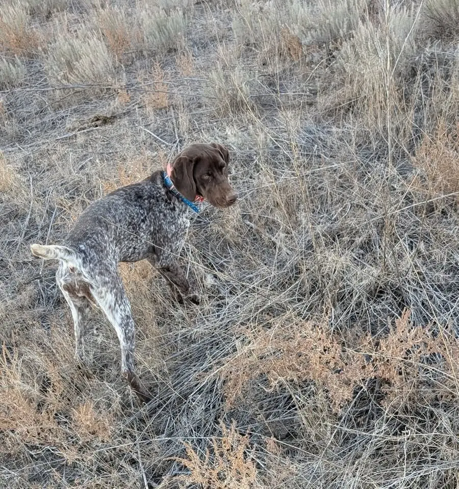 A brown and white speckled hunting dog stands in dry grass.