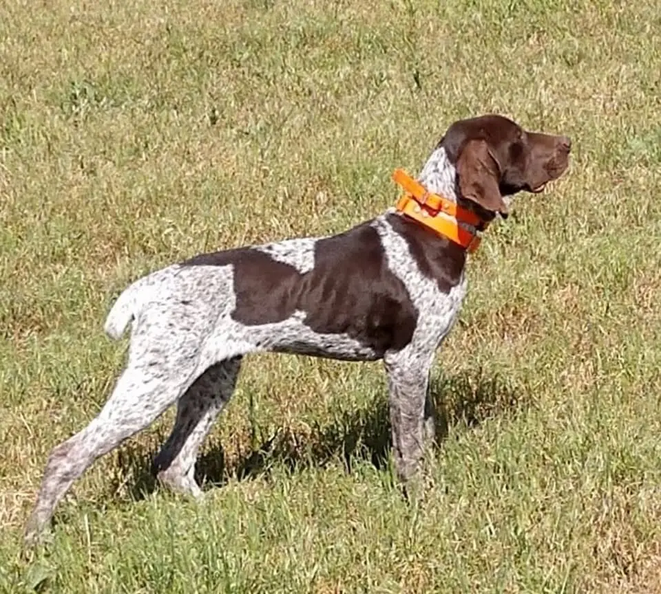 A brown and white German Shorthaired Pointer dog with an orange collar stands in a grassy field.
